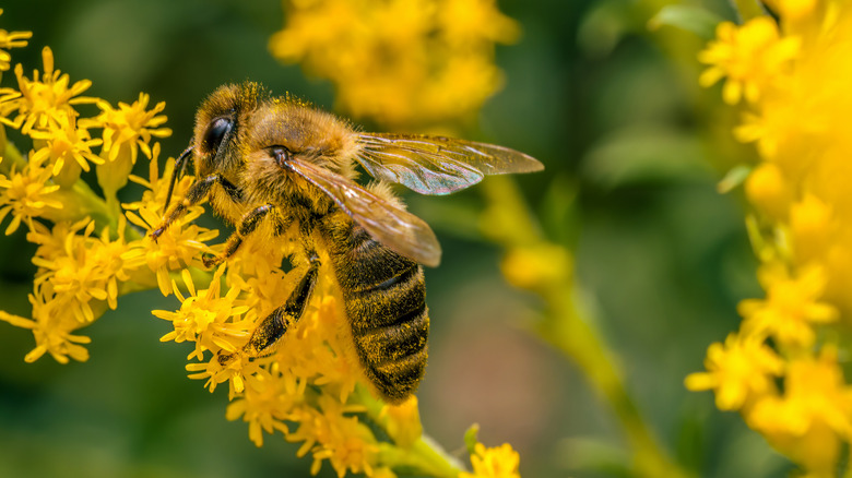 A bee collecting pollon from coldenrod flowers