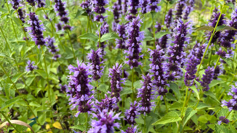 Field of purple hummingbird mint in full bloom