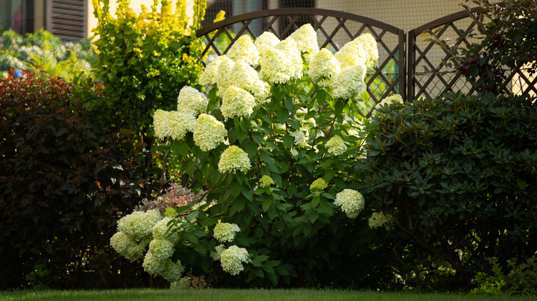 Hydrangea bush with full white blooms near a fence with shrubs
