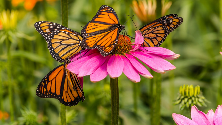 Four monarch butterflies on a single coneflower bloom with green foliage in the background