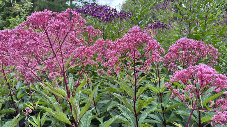 Pink Joe-Pye weed in front of tall green foliage with dark purple Joe-Pye weed in the background