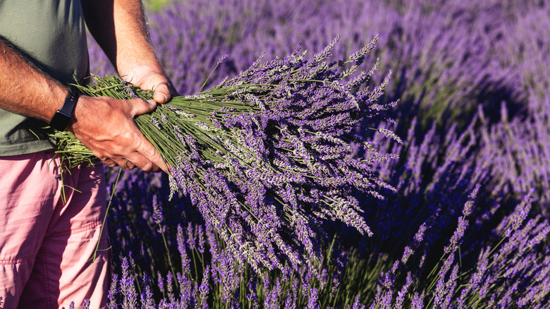 Hands holding a large bundle for freshly harvested lavender in front of a lavender bed