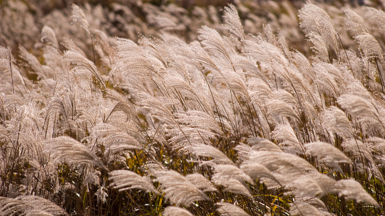 Close up of the tops of maiden grass in soft lighting
