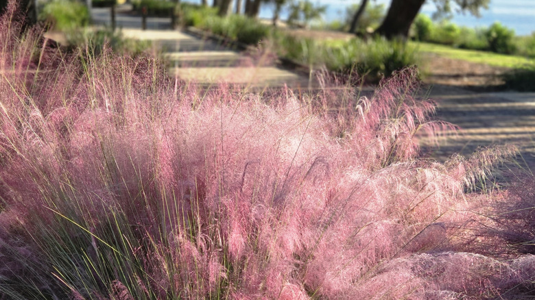 Clump of pink muhly grass near a park trail with trees