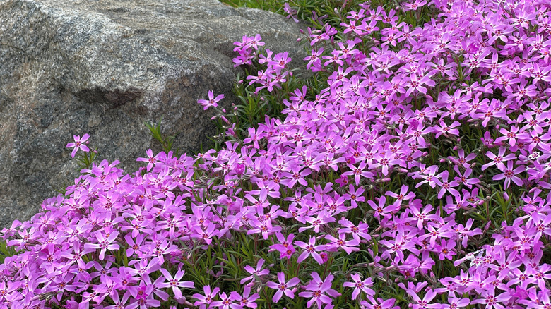 purple phlox growing over a rock in a garden