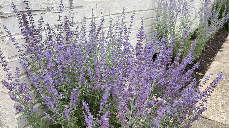 Blossoming Russian sage shrups with purple flowers in a mulched garden bed agaist white brick near a paved path