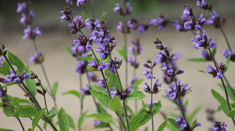 Close up of purple salvia flowers on the tips of long stems