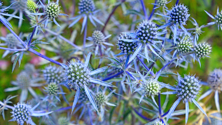 Close up of blue sea holly in bloom on blue stems in front of green and pink foliage
