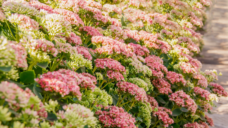 white and pink stonecrop bushes lining a garden path
