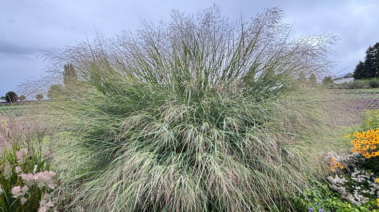 A large clump of tall switchgrass near a flower bed with a field in the background on a sunny day