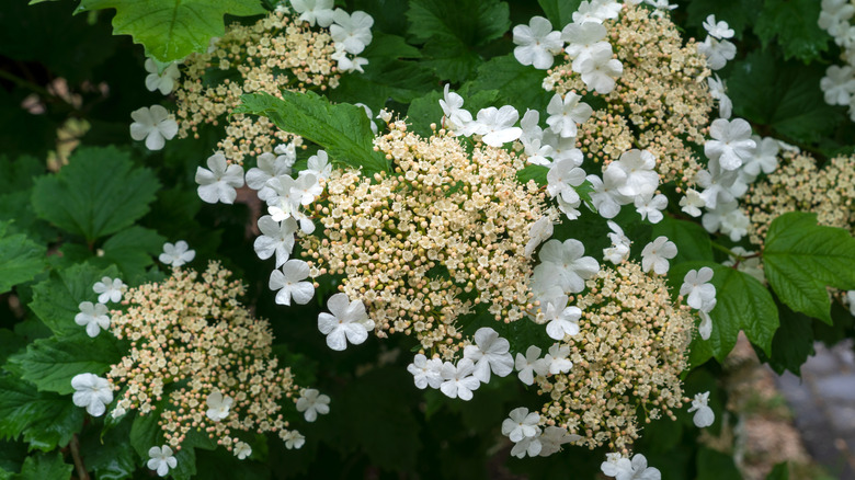 White and yellow viburnums flowering on a bush with green foliage