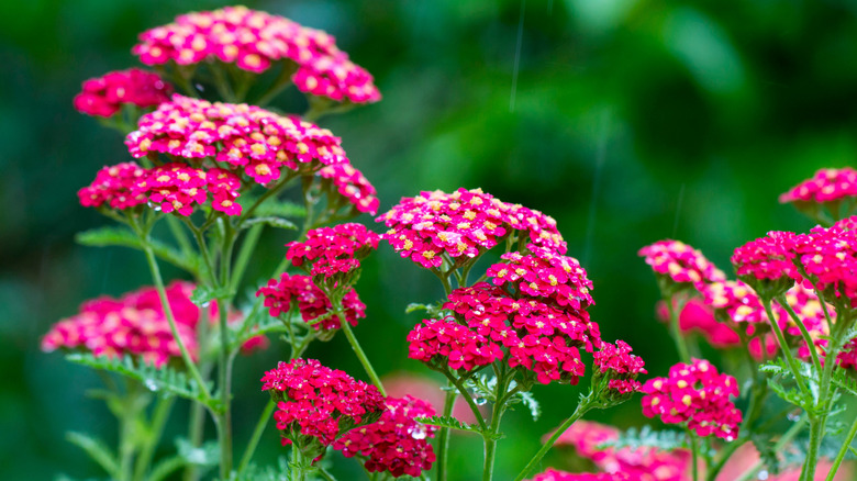 Dark oink yarrow with yellow centers  blooming on the tips of long stems in front of green foliage
