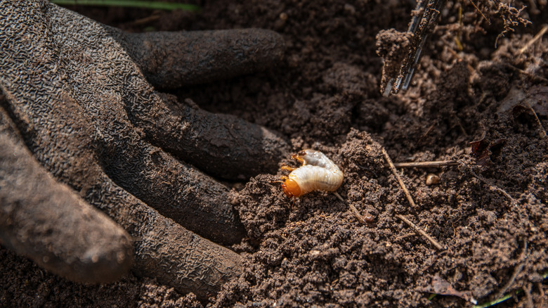 A gloved hand revealing a white grub in garden soil