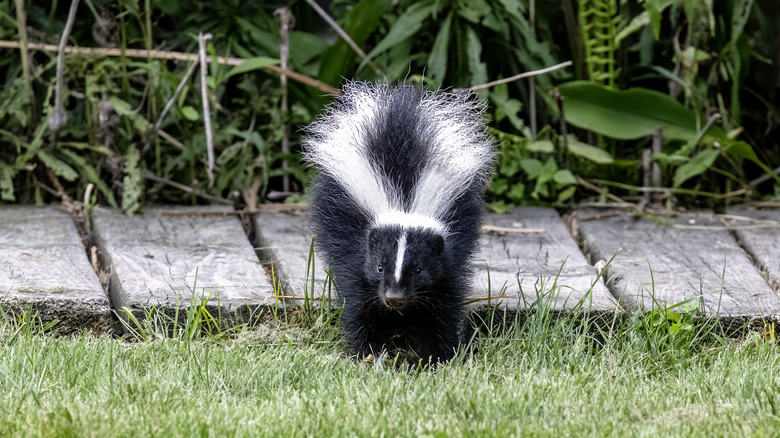 A striped skunk in a residential garden