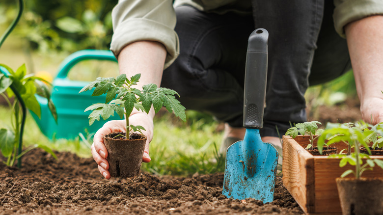 Hands planting a tomato seedling into soil
