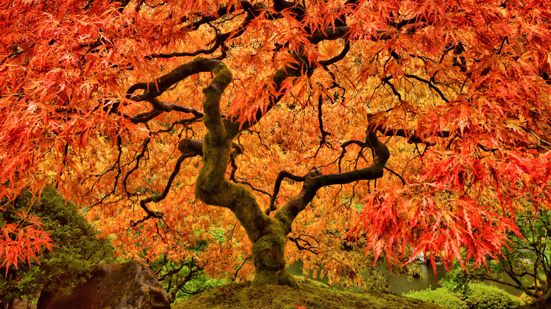 Japanese maple tree