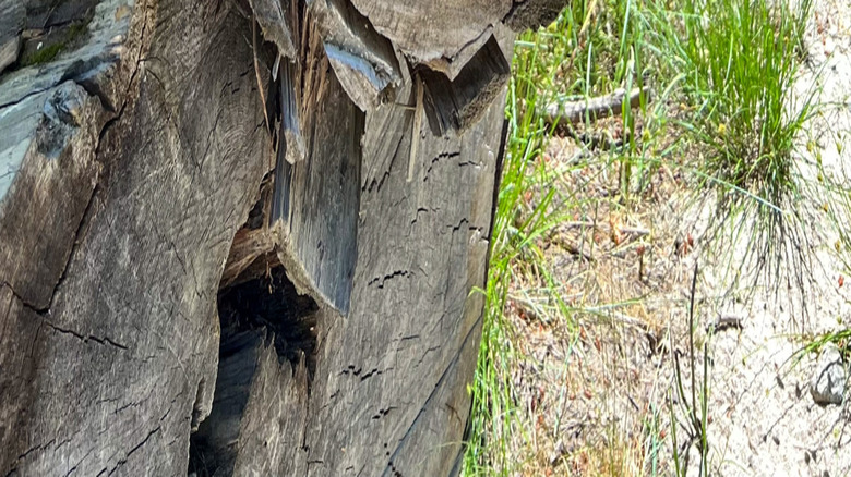 carpenter ant damage on a stump