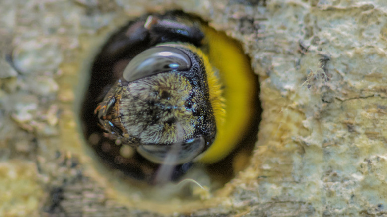 carpenter bee poking head out of a nest hole