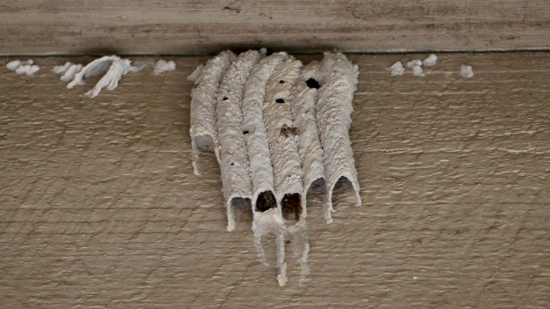 six mud dauber tubes on a wood structure