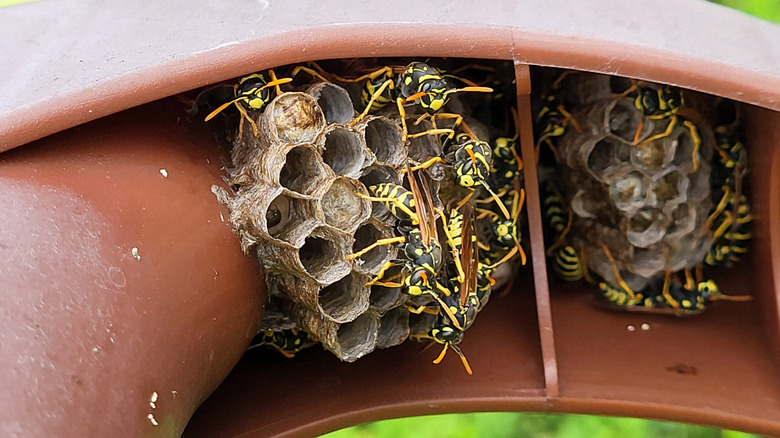 Paper wasp nest with wasps crawling on it under a plastic handle