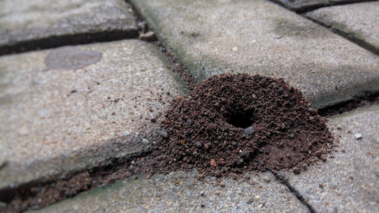 Pavement ant nest with soil around space in pavement