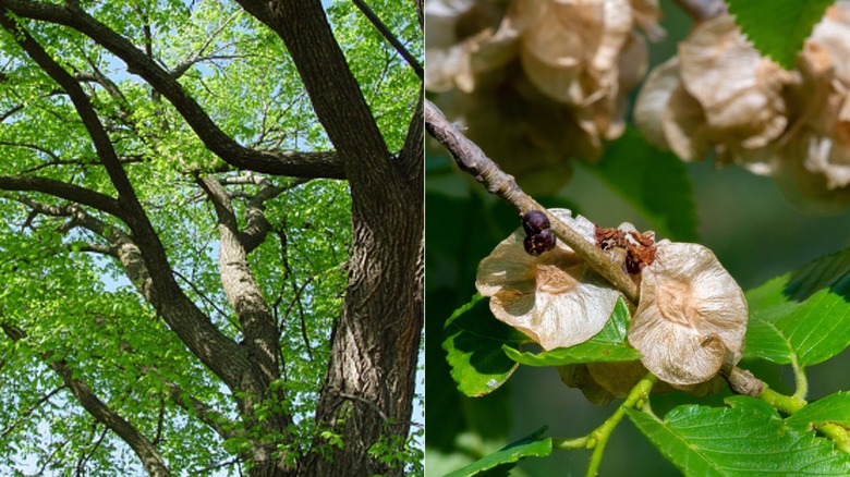A split screen image of an American elm tree on the left and elm samaras on the right.