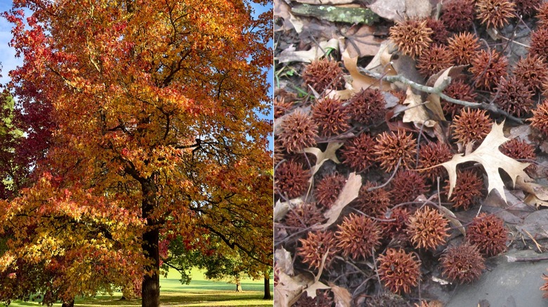 A split photo of a sweet gum tree on the left and a pile of spikey seed pods on the ground.