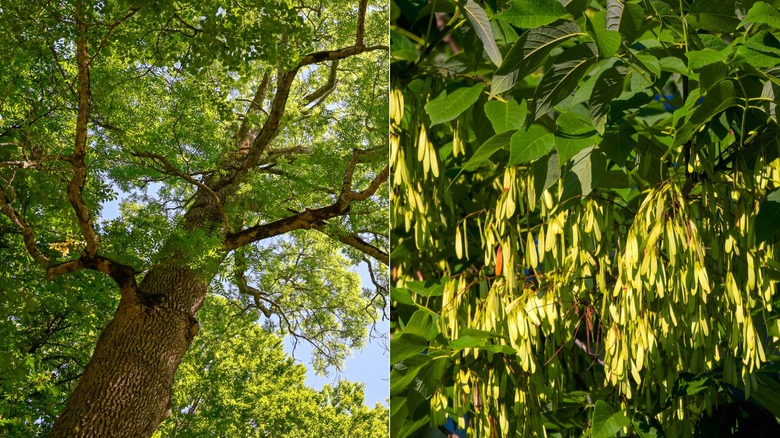 A split image of a walnut tree to the left and the samaras on the right.