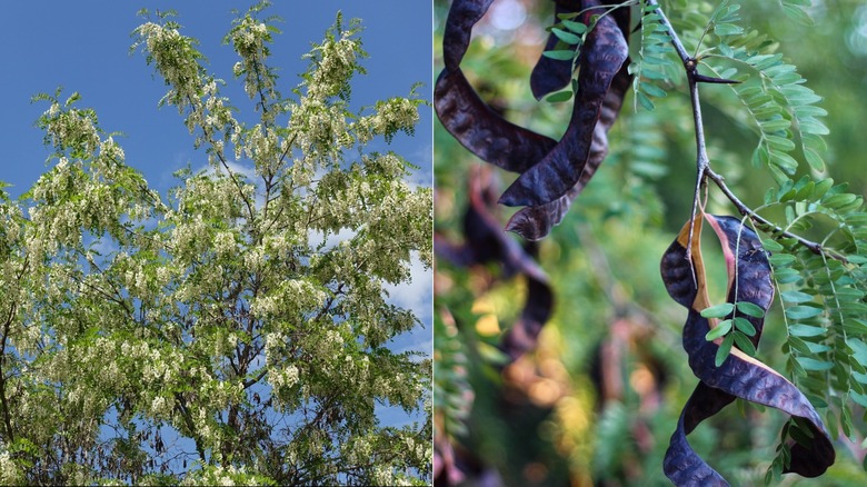A split image of a Black locust tree to the left and the seed pods on the right.
