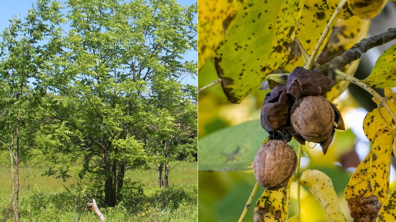 A split image of a black walnut tree to the left and the walnut pods on the right.