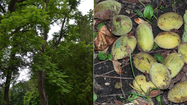 A split image of a butternut tree to the left and the seed pods on the right.