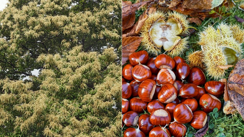 A split screen image of a chestnut tree on the left and chestnuts with burr husks on the right.