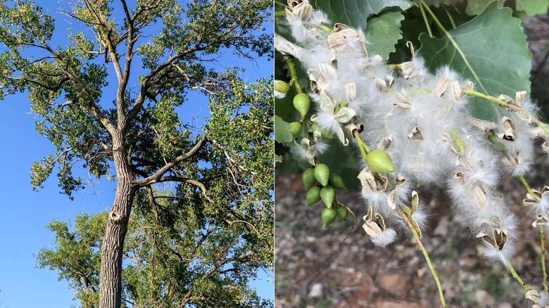 A split screen image of an eastern cottonwood tree on the left and cottonwood seed pods on the right.