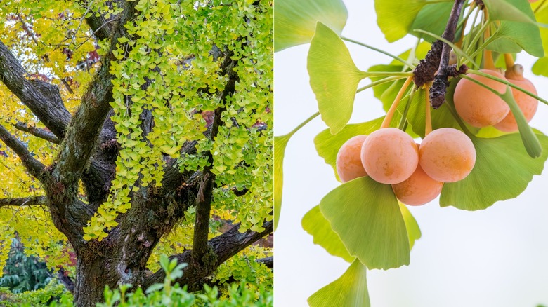 A split image of a gingko to the left and the seeds on the right.