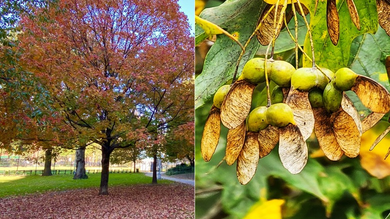 A split image of a sugar maple tree to the left and the samaras on the right.