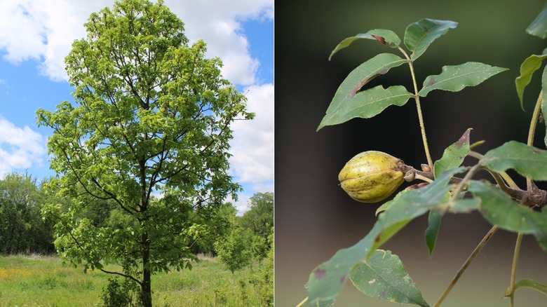 A split image of a hickory tree to the left and the a seed pod on the right.