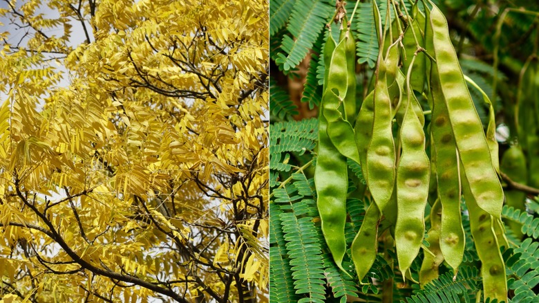 A split screen image of a honey locust tree on the left and a honey locust seed tree pod on the right.
