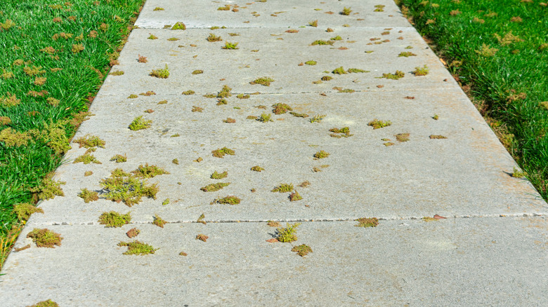 A sidewalk covered in green seed pods.