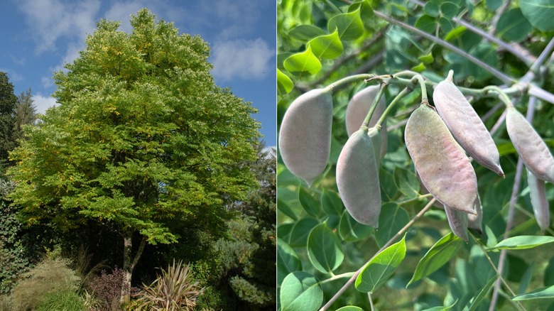 A split image of a Kentucky coffee tree to the left and the seed pod on the right.