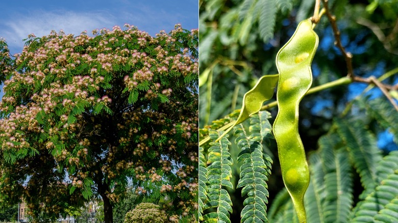 A split screen image of a mimosa tree on the left and a mimosa seed tree pod on the right.