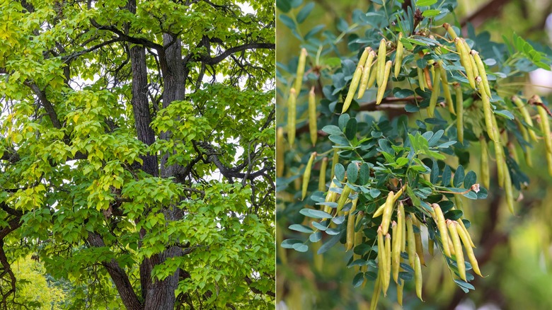 A split image of a Northern catalpa to the left and the seed pods on the right.