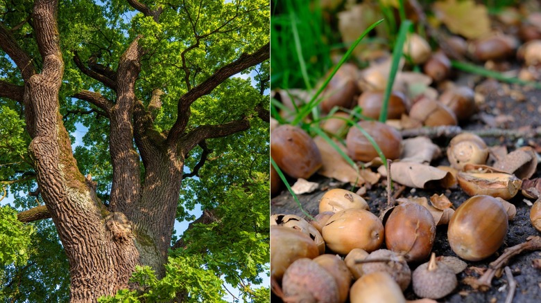 A split photo of an oak tree on the left and a pile of acorns on the ground on the right.