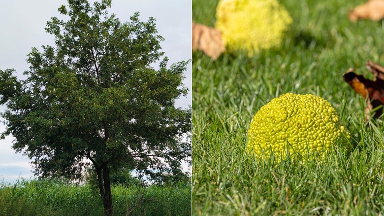 A split image of an orange osage to the left and the large fruit on the right.