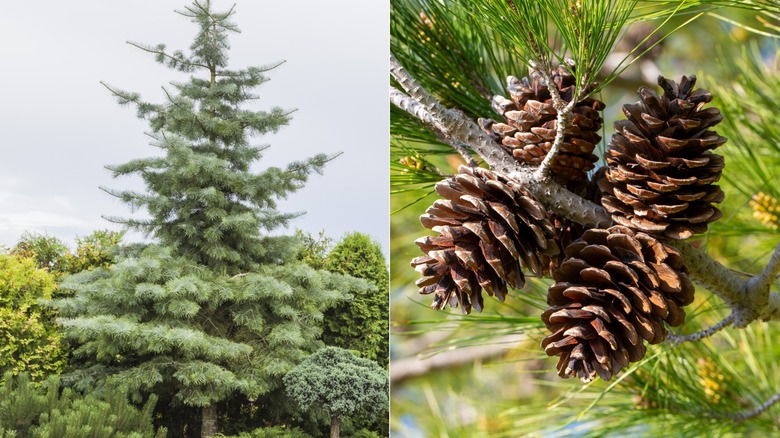 A split screen image of a pine tree in a yard on the left and pine cones on the right.