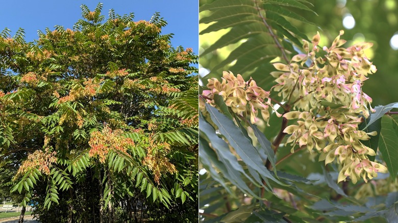A split image of a Tree-of-heaven to the left and the samaras on the right.