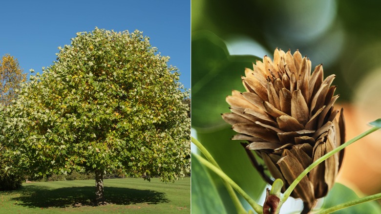 A split image of a tulip poplar to the left and the seed pods on the right.