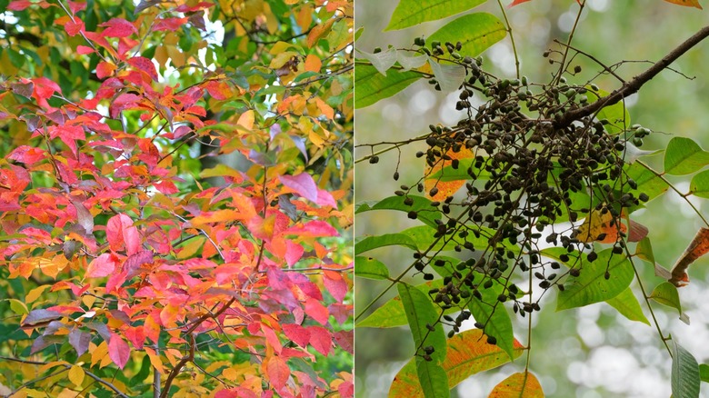 A split image of a tupelo tree to the left and the fruit seeds on the right.
