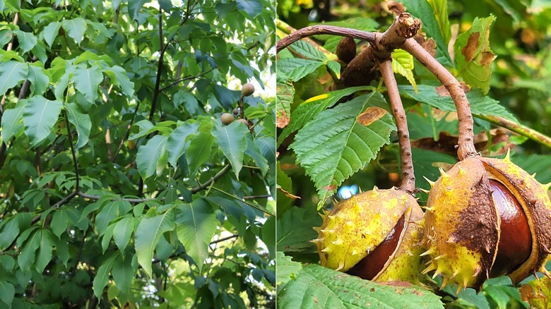A split image of a yellow buckeye tree to the left and the seed pods on the right.
