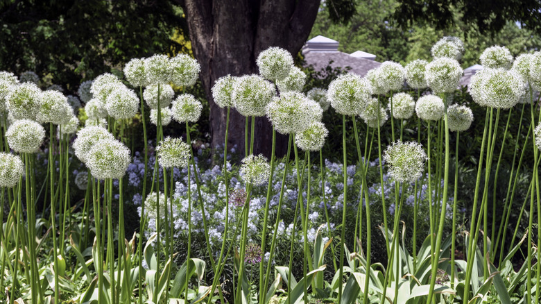 ornamental onions rise above the ground