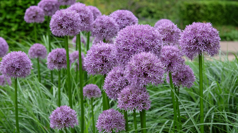 Large purple Globemaster allium in full bloom